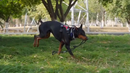 Peitoral Com Regulagem e Refletivo Coleira Cachorro Porte Medio e Grande Reforcado Confort Ajuste