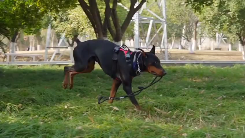 Peitoral Com Regulagem e Refletivo Coleira Cachorro Porte Medio e Grande Reforcado Confort Ajuste