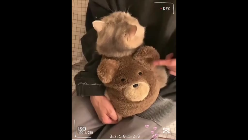 Roupa Moleton Ursinho Para Cachorro Roupinha Pet Inverno Frio