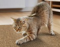 Arranhador Adesivo para Gatos Sofá e Móveis