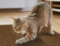 Arranhador Adesivo para Gatos Sofá e Móveis