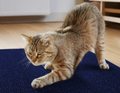 Arranhador Adesivo para Gatos Sofá e Móveis