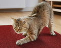 Arranhador Adesivo para Gatos Sofá e Móveis