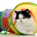 Túnel Colorido Gato Interativo Cachorro Labirinto Dobrável Pet Playground Toca Brinquedos Gatos
