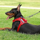 Peitoral Com Regulagem e Refletivo Coleira Cachorro Porte Medio e Grande Reforcado Confort Ajuste