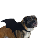 Fantasia Asa De Morcego Banguela Halloween Para Gato Cachorro Pet Dog Cat Dia das Bruxas