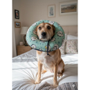 Colar Elizabetano Macio Ajustável para Cães e Gatos